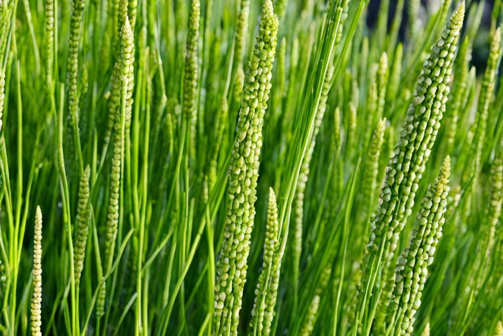 El Té de Cola de Caballo: Una Maravilla Natural para Tu Salud